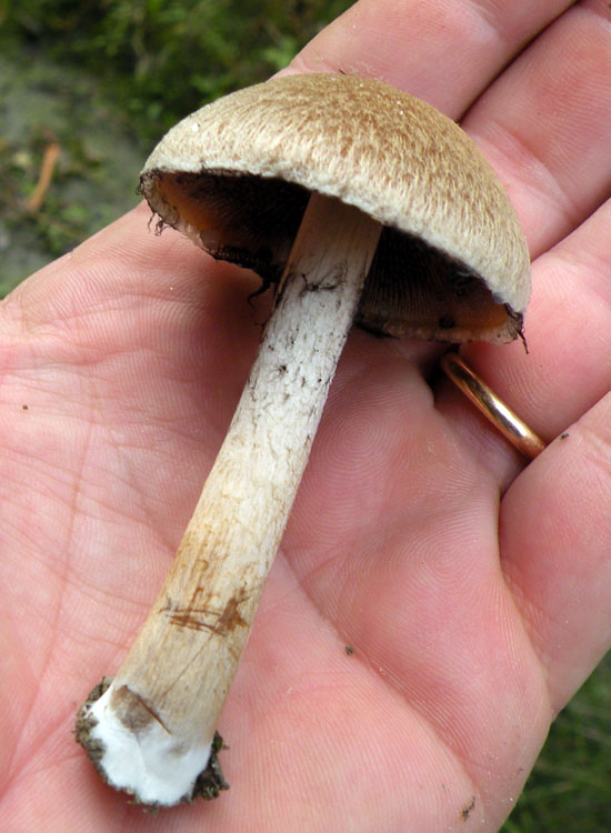 Dopo il Dal gambo quiz di Sirente...